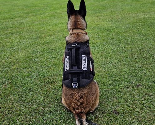 Security Services with K9 Dog: The Vital Role